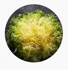 Frisee Lettuce