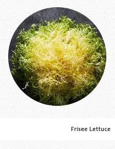 Frisee Lettuce