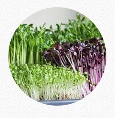 Micro Greens