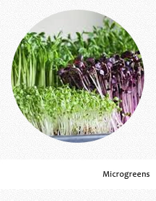 Micro Greens