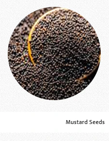 Mustard Seeds ( Sorisa)
