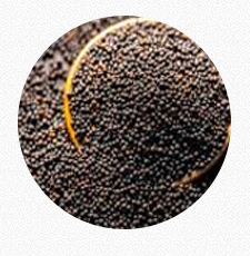 Mustard Seeds ( Sorisa)