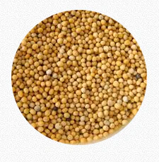 Mustard Seeds – Yellow