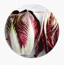Radicchio Lettuce