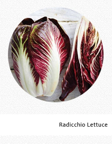 Radicchio Lettuce