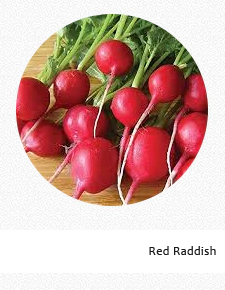 Red Raddish