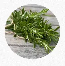 Rosemary