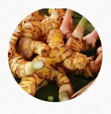Thai Ginger (Galangal)