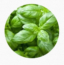 Basil Leaves