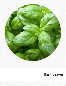 Basil Leaves