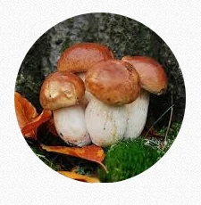 Porcini Mushroom