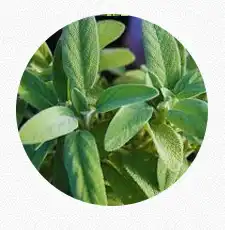 Sage