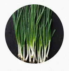 Spring Onion